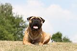 BULLMASTIFF 299